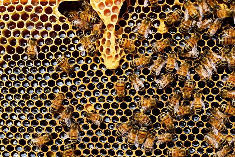 روش تشخیص تقلبی بودن عسل 